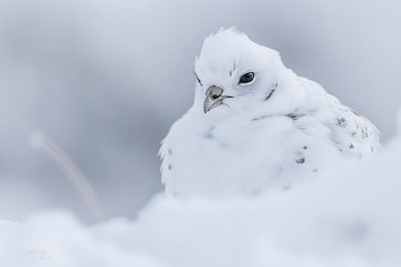 A stunning snowy owl rests peacefully in a snowy landscape. The image showcases the owl's magnificent white plumage and serene demeanor.の写真素材