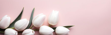 White tulips arranged on a pink background. Springtime floral image.の写真素材