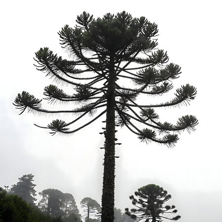 A striking silhouette of an Araucaria tree stands tall against a misty sky. The scene is serene and peaceful.の写真素材
