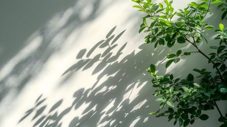 Sunlight casts dramatic shadows of leaves on a wall.の写真素材