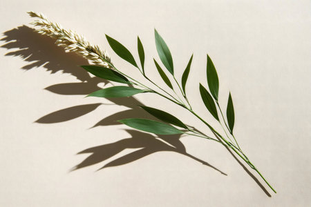 A branch with green leaves and wheat, casting long shadows on a beige background. Minimalist and serene.の写真素材