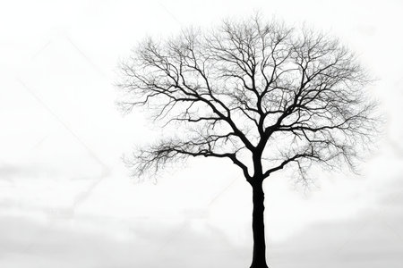 A striking monochrome image of a single bare tree silhouetted against a bright sky.の写真素材