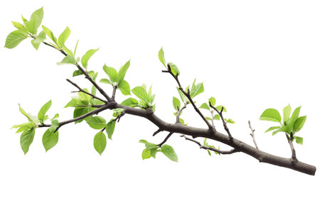Close-up of a tree branch with vibrant green leaves, signifying the arrival of spring.の写真素材