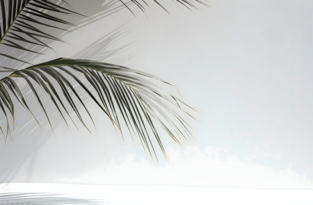 Palm leaf shadows on a white background. Minimalist aesthetic.の写真素材