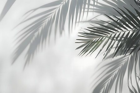 Elegant palm leaf shadows cast on a white wall. Minimalist tropical designの写真素材