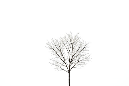 A lone, frost-covered tree stands against a bright white sky. Minimalist winter scene.の写真素材