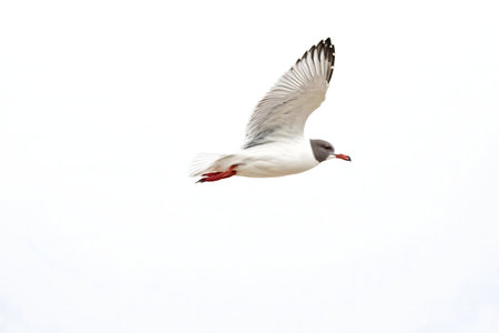 A seagull in flight against a clear sky.