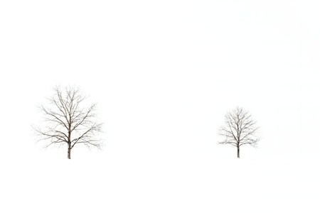 Two bare trees stand in a snowy landscape against a bright white sky. A minimalist winter scene.の写真素材