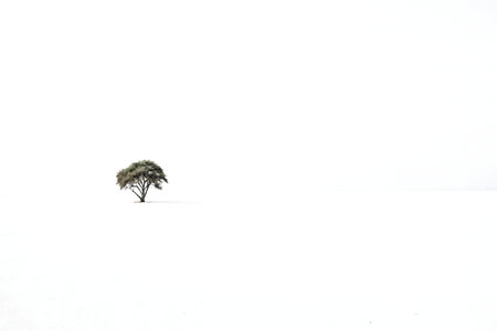 A lone tree stands in a boundless white landscape. Minimalist image of nature's serenity.の写真素材