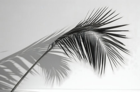 Palm leaf cast against a wall in monochrome. Shadows add depth.の写真素材