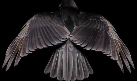 Detailed close-up of a raven's wings against a black background. The image showcases the intricate detail of the feathers.の写真素材