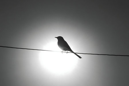 A black and white photo of a bird perched on a wire, silhouetted against a bright sun.の写真素材