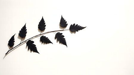 A single black branch with intricately detailed leaves set against a pure white background.の写真素材