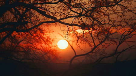 A breathtaking sunset viewed through the branches of a tree. Warm colors dominate the image.の写真素材