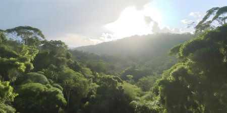 Aerial view of a vibrant rainforest bathed in morning sunlight.