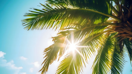 Sun shining through palm tree leavesの写真素材