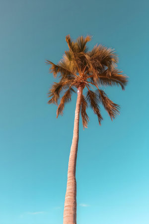 Single palm tree standing tall against a clear blue sky. A perfect summer image.の写真素材
