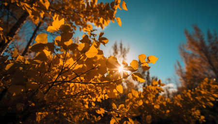 Sunlit golden autumn leaves on branches. Beautiful fall scenery.の写真素材