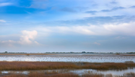 Peaceful dawn over a vast wetland, birds resting on the water.の写真素材