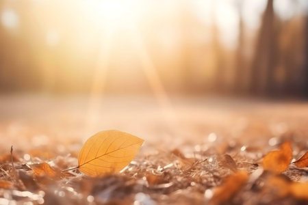 A single, dried leaf rests on a bed of fallen autumn leaves, bathed in warm sunlight. Tranquil autumn scene.の写真素材
