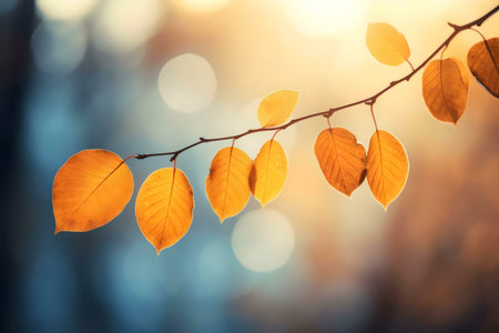 Golden autumn leaves illuminated by the warm glow of the setting sun. Serene nature scene.の写真素材