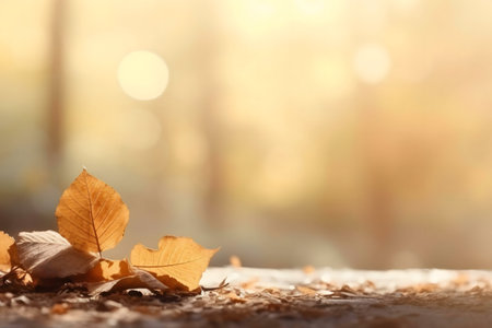 Golden leaves on the forest floor, bathed in warm sunlight. Autumn serenity.の写真素材