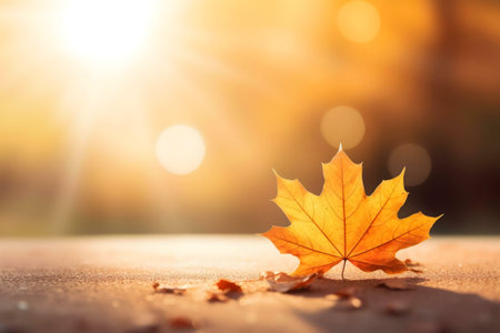 A lone, golden maple leaf rests on the ground, illuminated by the warm glow of the autumn sun.の写真素材