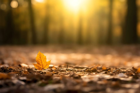 A lone autumn leaf basks in the golden sunlight of a forest floor.