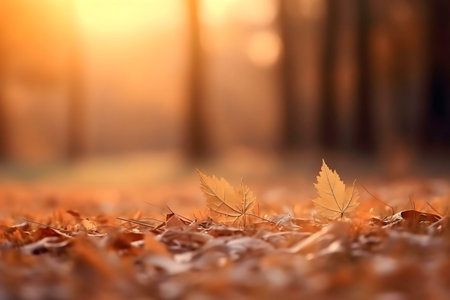 Two golden leaves rest on a bed of fallen leaves in a sun-drenched forest at sunset. Autumnal scene.の写真素材