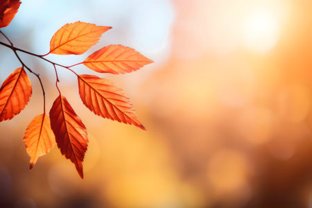 Close-up view of red autumn leaves on a branch, bathed in warm sunlight.