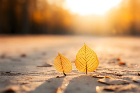 Two golden leaves rest on sandy ground, bathed in the warm light of an autumn sunset.の写真素材