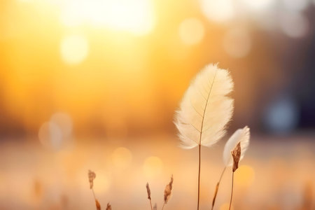 A single, delicate feather illuminated by the golden sunset. Peaceful and serene nature photographyの写真素材
