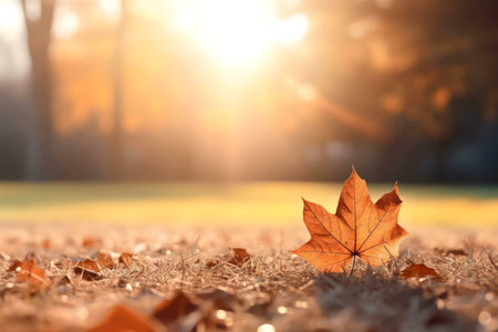 A single brown maple leaf rests on autumnal grass, bathed in the warm golden light of a setting sun.の写真素材