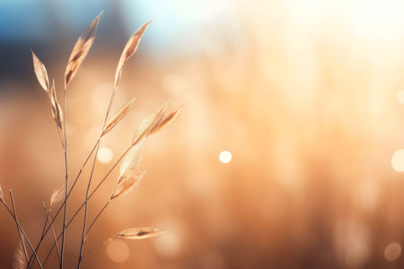 Serene sunset scene with golden hour light illuminating grass. Peaceful and calming.の写真素材