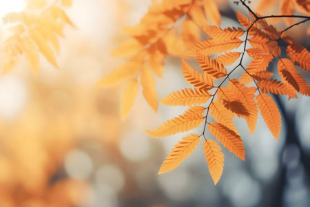 Golden autumn leaves bathed in soft sunlight. A tranquil scene.の写真素材