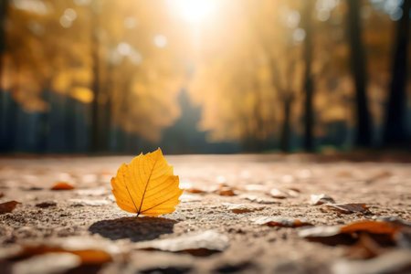 A single golden autumn leaf rests on a forest path bathed in sunlight.の写真素材