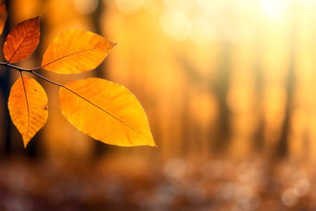 Golden autumn leaves bathed in sunlight. A peaceful forest scene.の写真素材