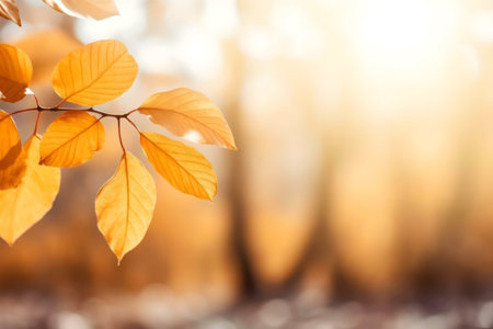 Golden autumn leaves bathed in sunlight, a serene forest background.の写真素材