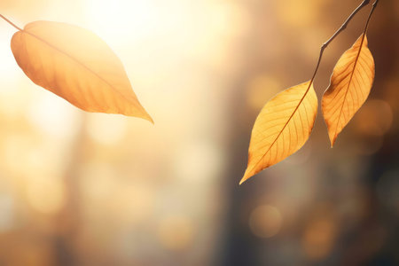 Three autumn leaves bathed in golden sunlight, showing nature's beauty and tranquility.の写真素材