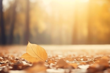 A single golden leaf rests on a bed of fallen autumn leaves. Soft sunlight illuminates the scene.の写真素材