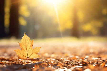 Single autumn leaf on the ground, bathed in golden sunlight.の写真素材