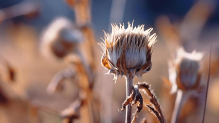 Close-up shot of a dried thistle flower in a field bathed in soft autumnal light.の写真素材