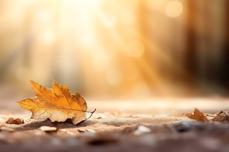 A single, dried leaf rests on the ground, bathed in the warm, golden light of the autumn sun. A peaceful scene.の写真素材
