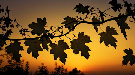 Silhouetted maple leaves against a vibrant sunset.の写真素材
