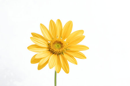 Single yellow daisy flower on white background, studio shot.の写真素材