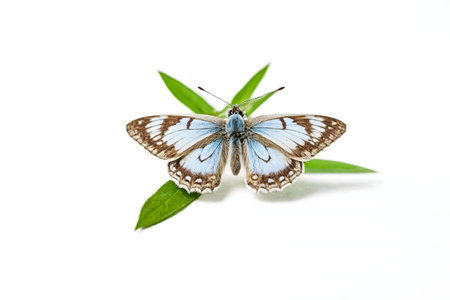 Close-up shot of a beautiful blue butterfly perched on lush green leaves against a plain white background.の写真素材