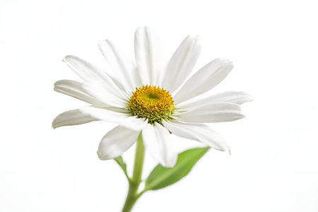 Close-up of a single, pristine white daisy against a bright white backdrop. Its delicate petals and yellow center radiate purity and peace.の写真素材