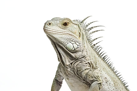 Close-up of a magnificent gray iguana, isolated on a white background. Its intricate scales and powerful presence are captured in detail.の写真素材