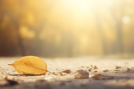 A solitary autumn leaf rests on a sunlit path, showing the beauty of fall.の写真素材