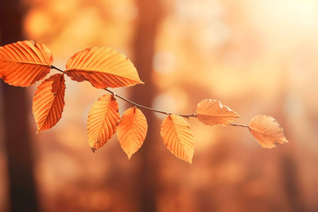 Golden autumn leaves bathed in sunlight. Peaceful, serene nature scene.の写真素材